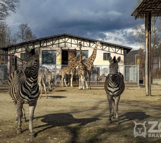 ZOO Bratislava